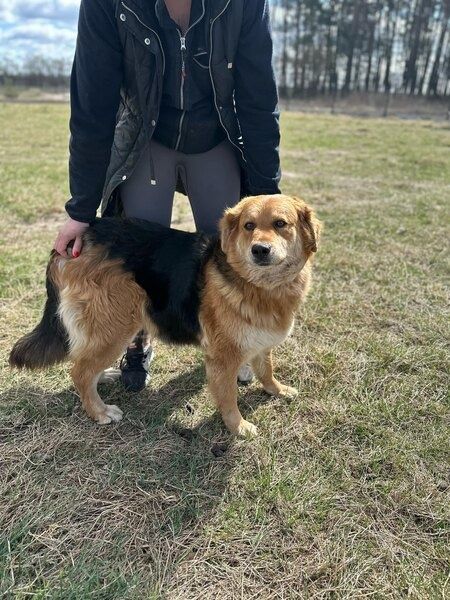 Przekochana puchata suczka czeka na swojego człowieka