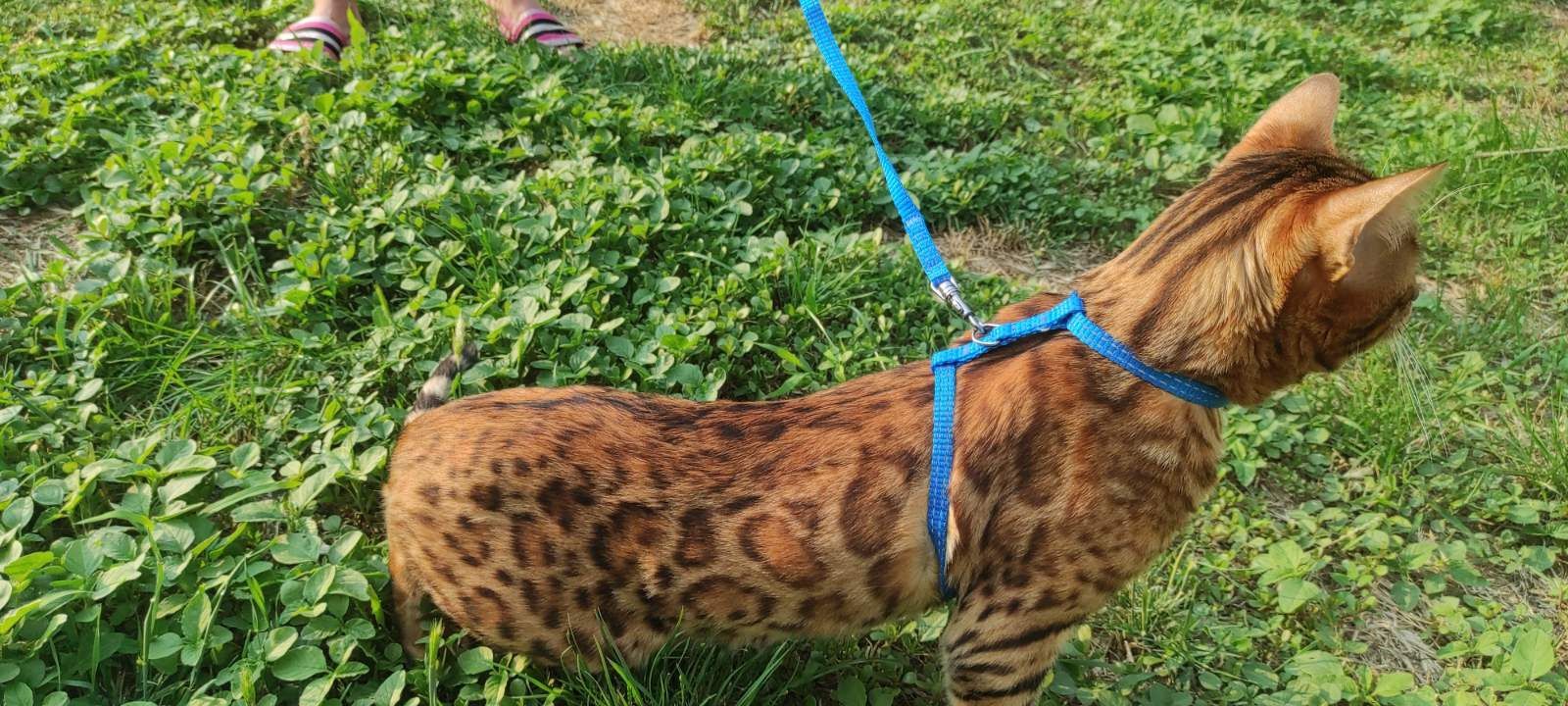 Вязка бенгальского кота