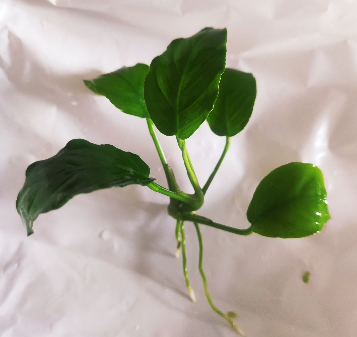 Anubias nana Barterii Zamienię