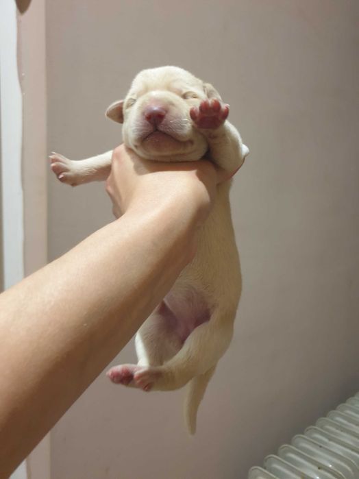 Метис лабрадора цуценята шукають родину