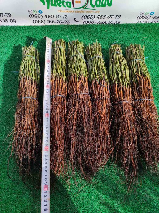 Продаю підвой/щепи: Магалепка, Шипшина, Жердель, Дюсен, Алича та інше.