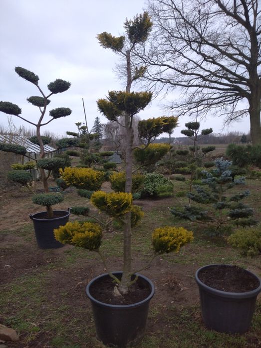 Bonsai Niwaki Jałowiec Formowany