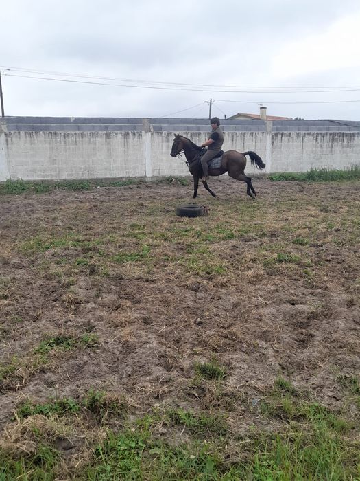 Vendo cavalo montado