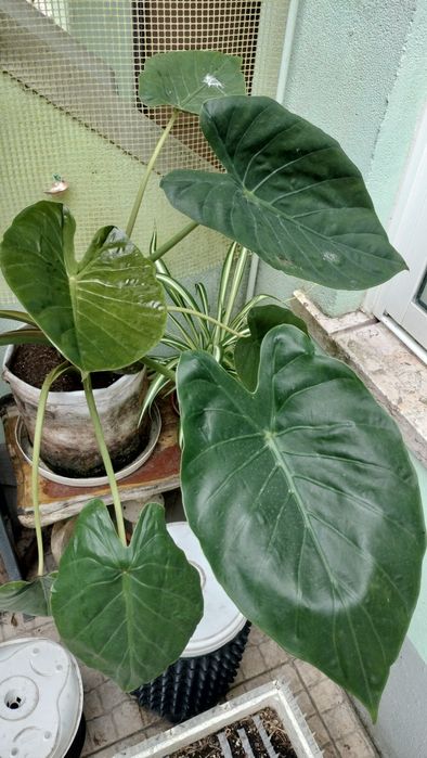Alocasia wentii: Planta tropical saudável  

Vendo A