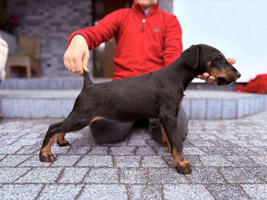 Terier niemiecki szczeniak