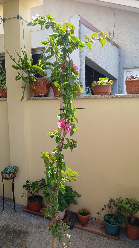 Voganvilla vermelha a rosa chok, lindíssima com metro e meio de altura