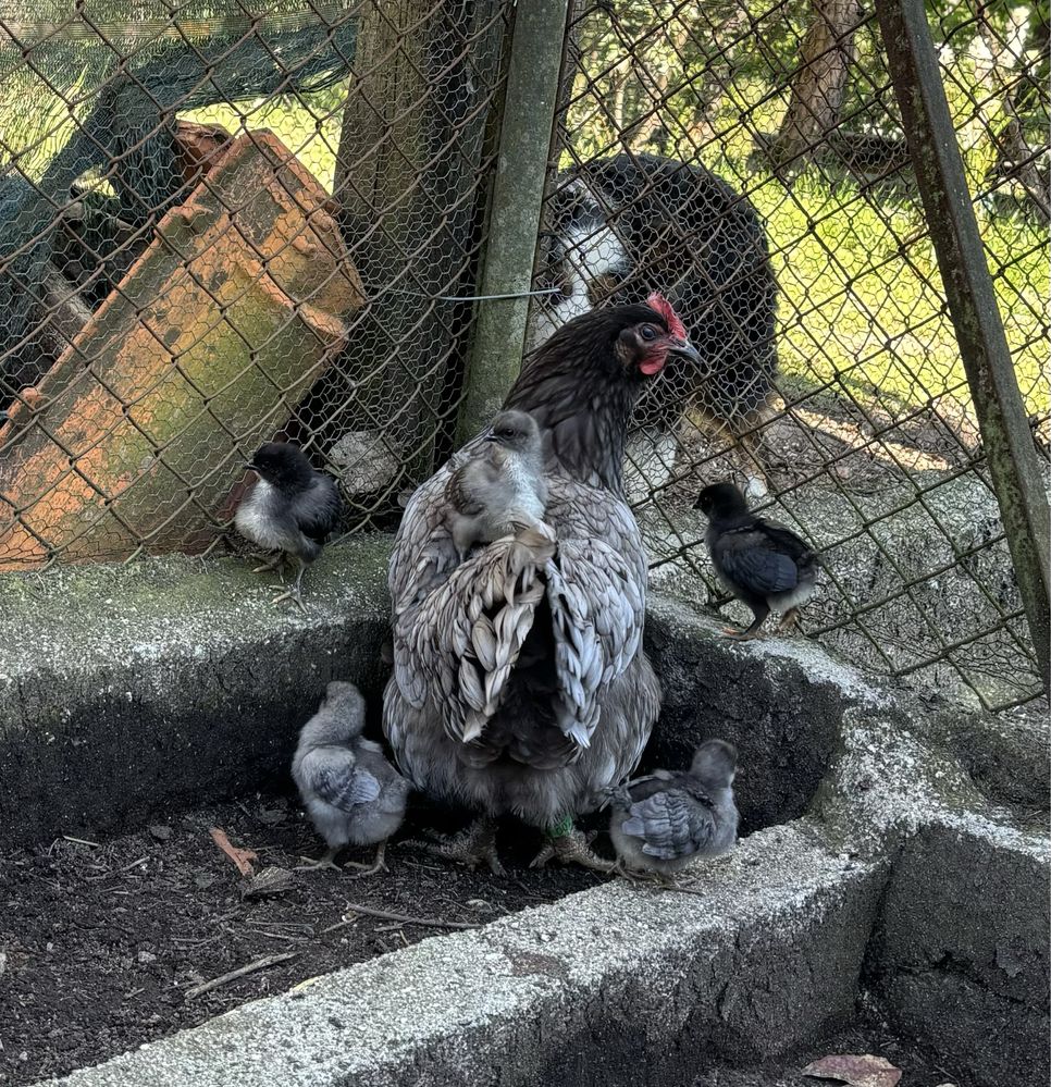 Pintos e Ovos galados AUSTRALORP