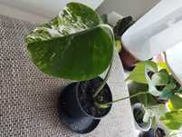 Monstera Variegata