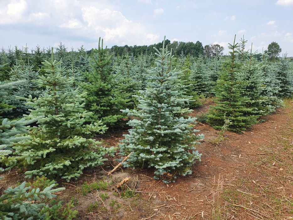 Świerk kłujący cięty 175-250 cm/ w donicy 60-180 cm/ TuChoinki.pl