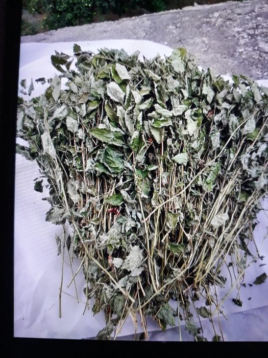 Меліса лист, лимонна