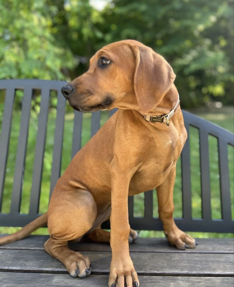 Rhodesian Ridgeback, suczka, gotowa do zmiany domu, ZKwP/FCI