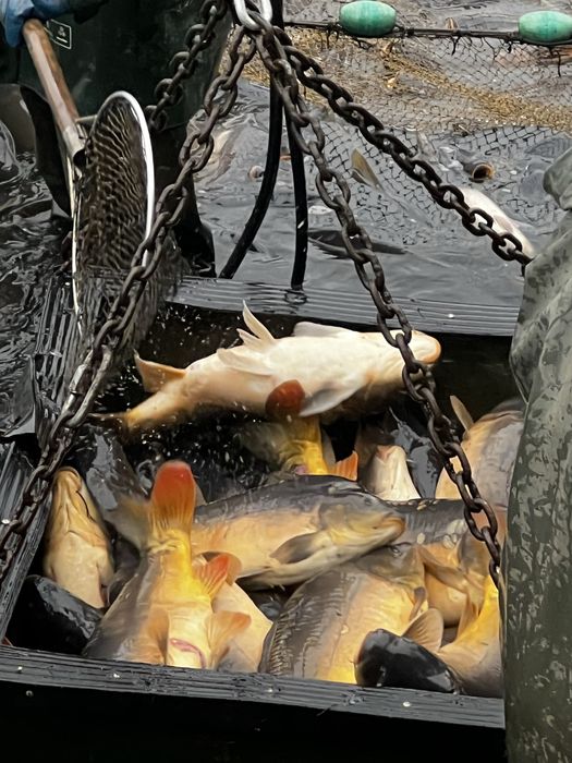 Karpie duże na łowisko od 10 kg/szt,  karp tarlak