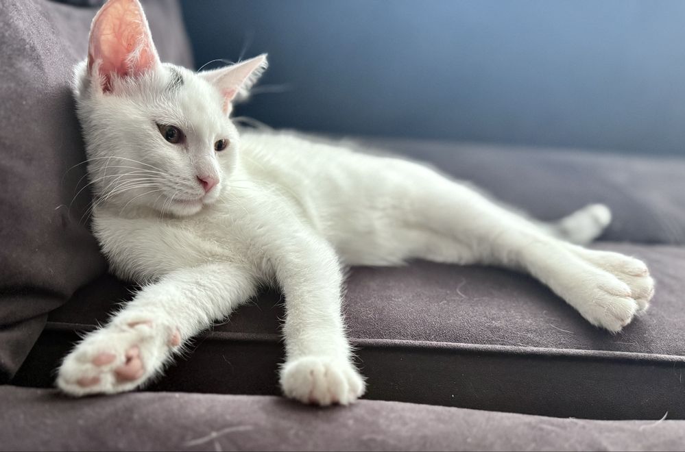 Kociak do adopcji Rafaello szuka domu