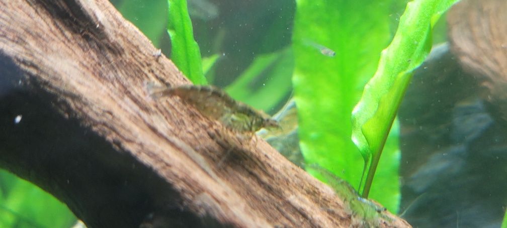 Varios Camarões Neocaridina cores, lote 20