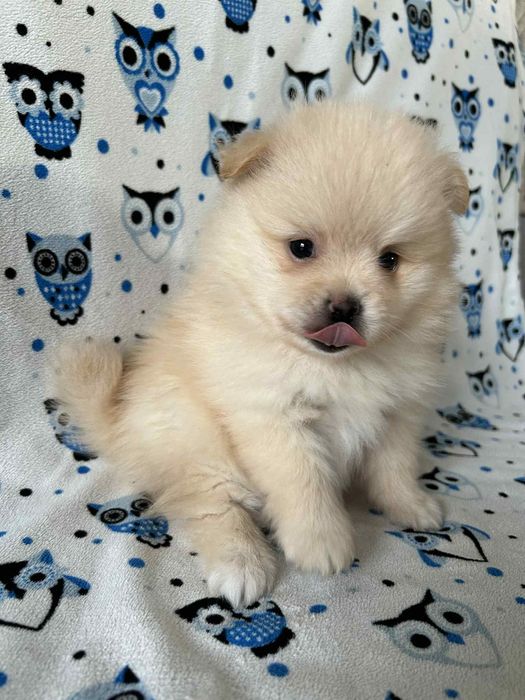 Szpic mały - chłopczyk