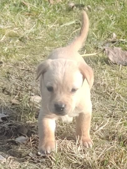 Szczenięta Labrador