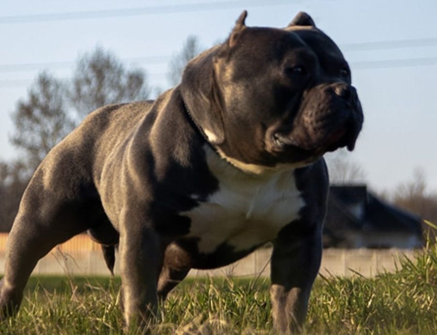 American bully czekolada