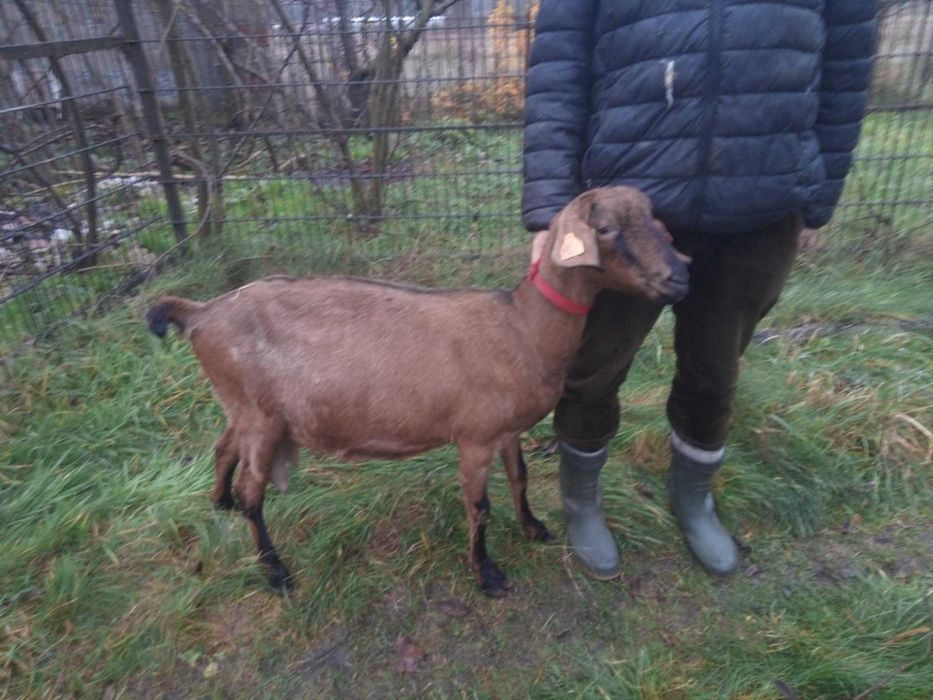 Koza 75% AN bardzo mleczna