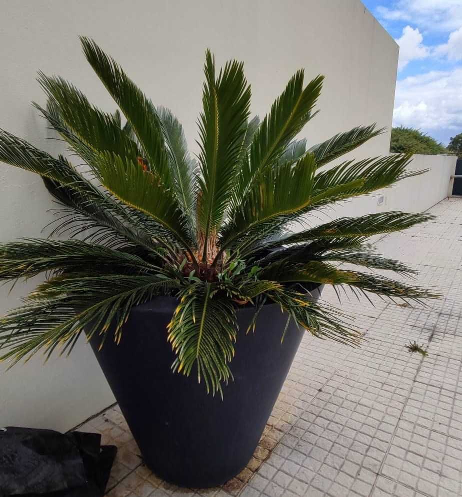 Planta de exterior Cyca