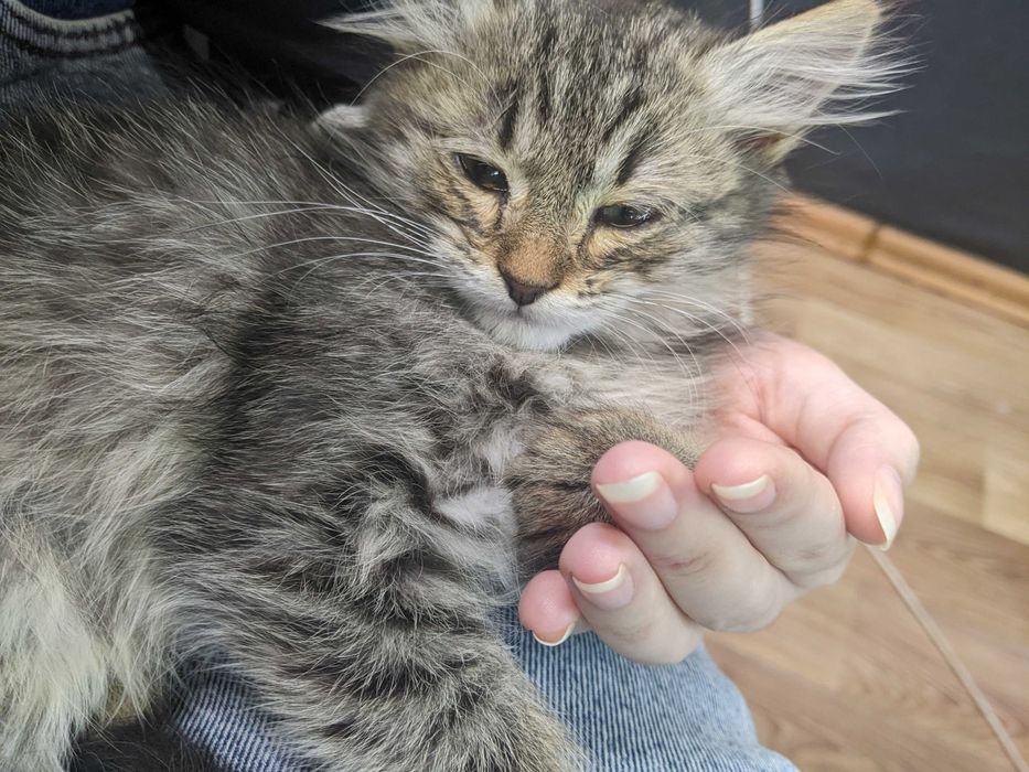 Віддам кошеня дівчинку безкоштовно