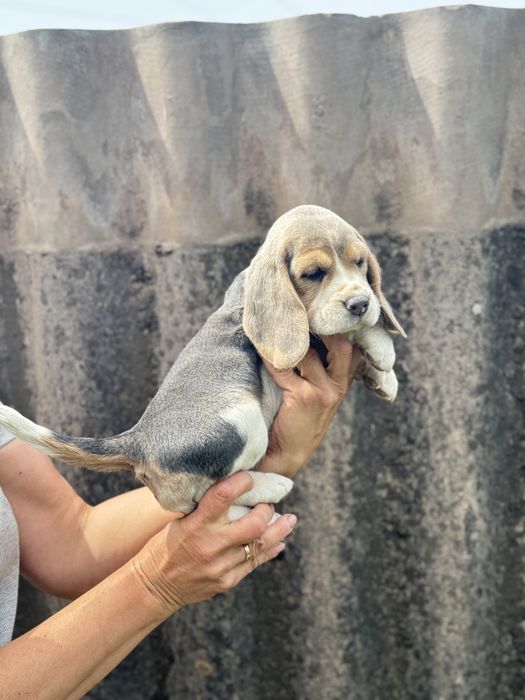 Бігль дівчинка з блакитними очима та документами