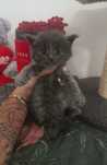 *Merlin*Mcoa Niebieski solid Maine Coon z Brit Life*PL