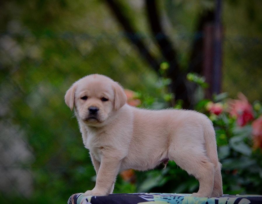 labrador retriver
