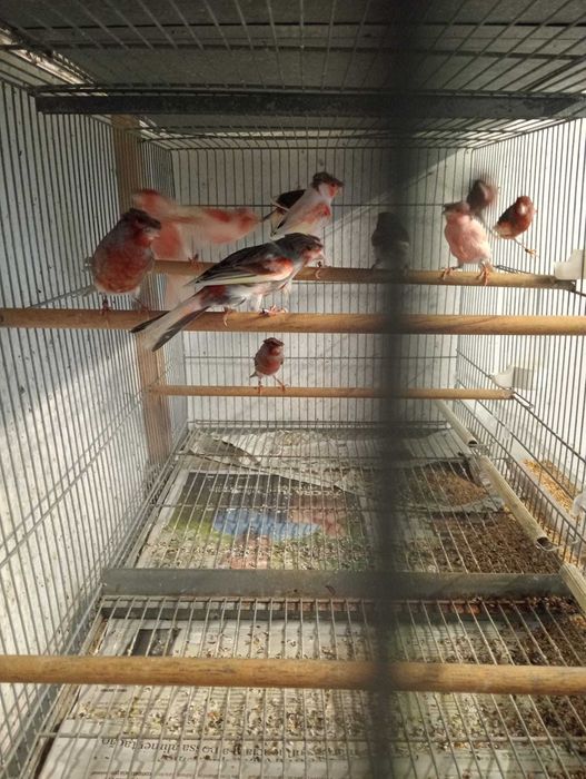 Canarios Arlequins Portugues