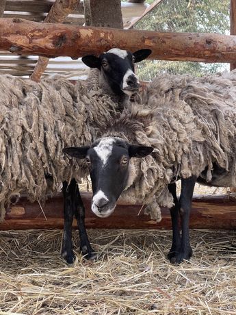 Дві романівські дорослі вівці