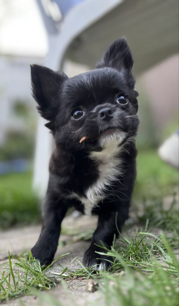 Chihuahua suczka ZKwP/FCI