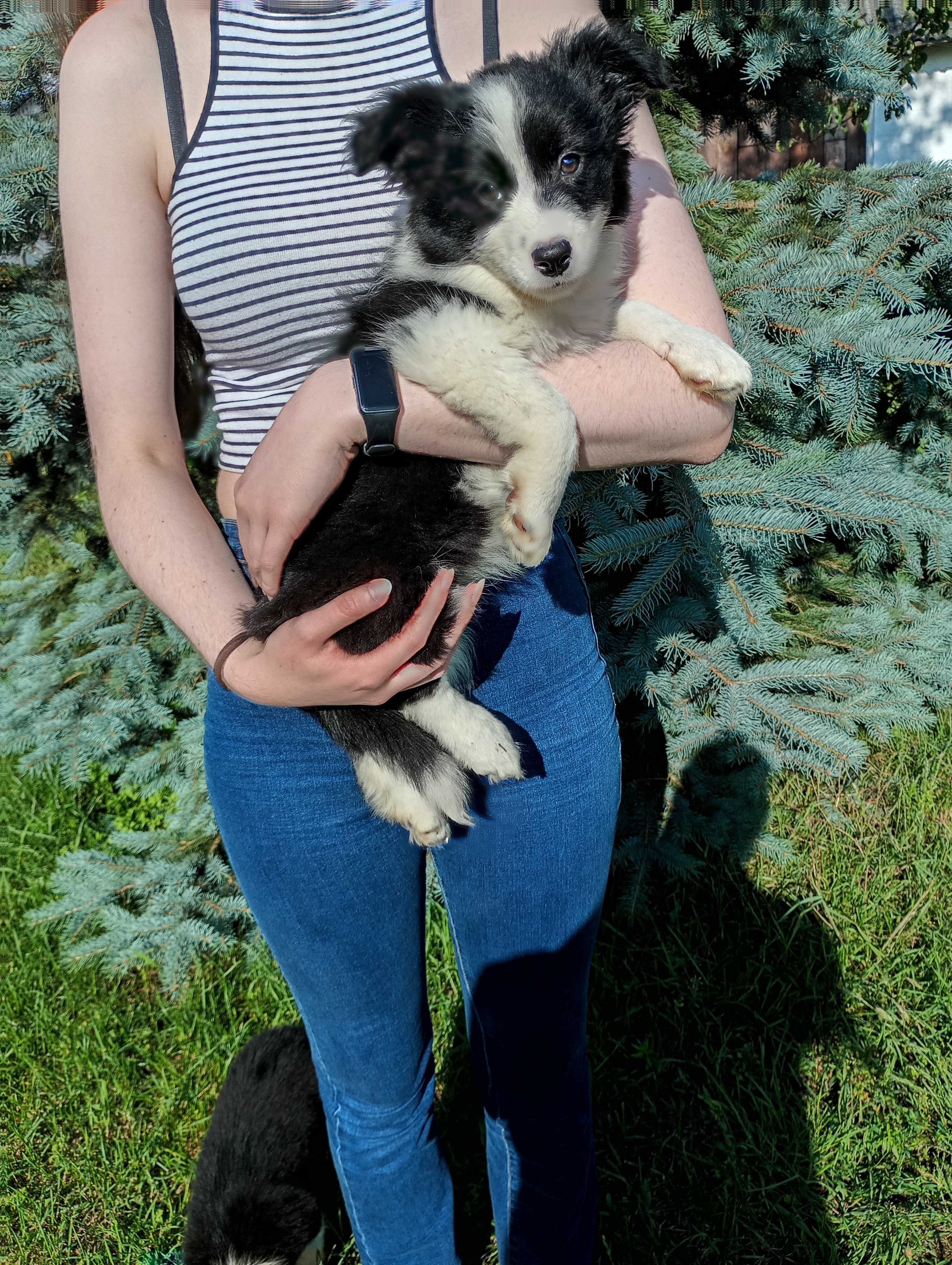 Border Collie szczeniaczek