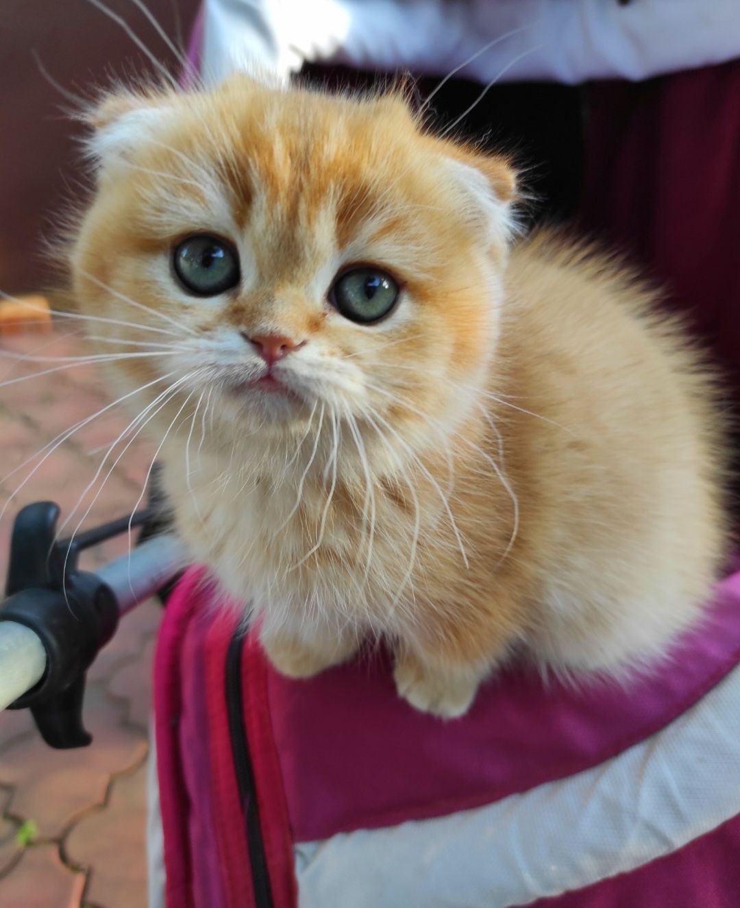 Золотий шиншила хлопчик висловушка