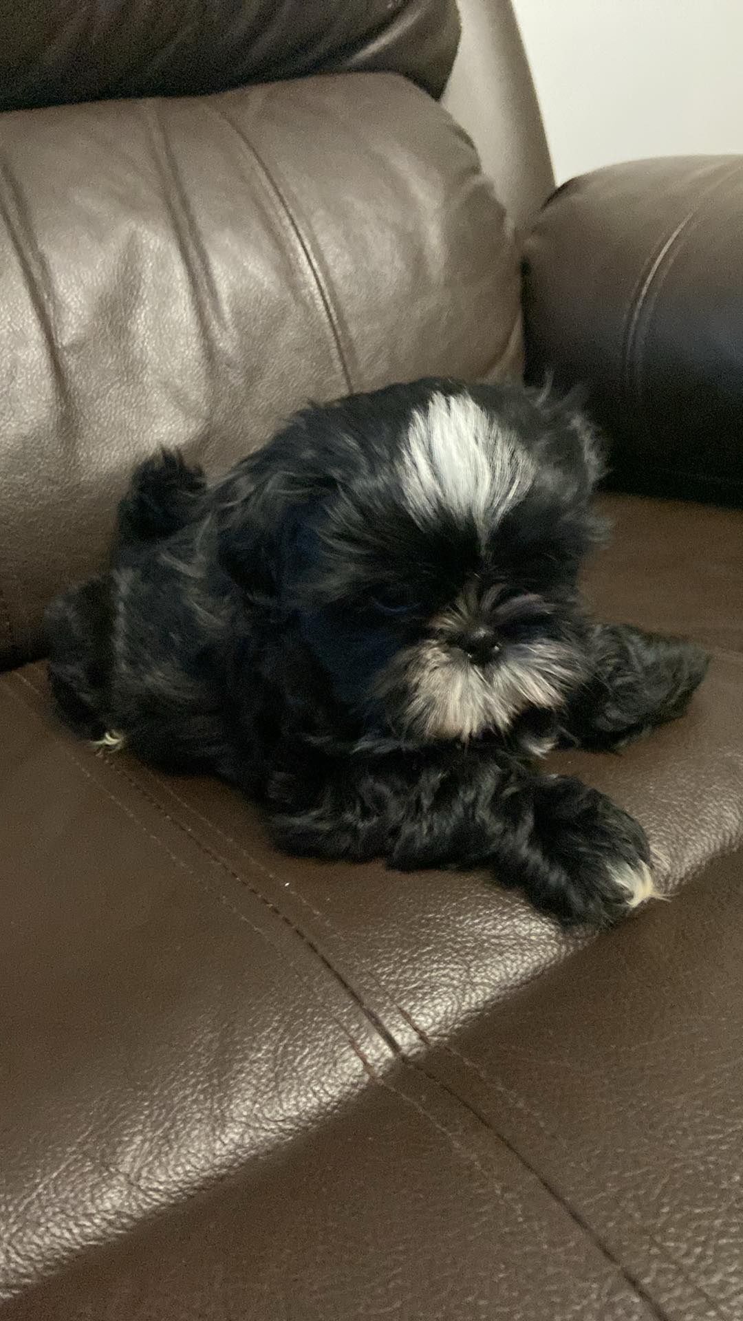 Szczeniaczek Shih-tzu piesek