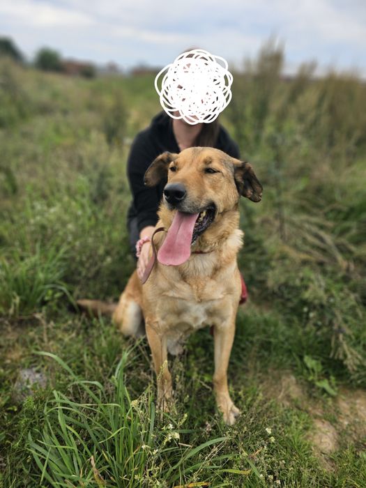 Fantastyczny pies Nemo szuka swego domu