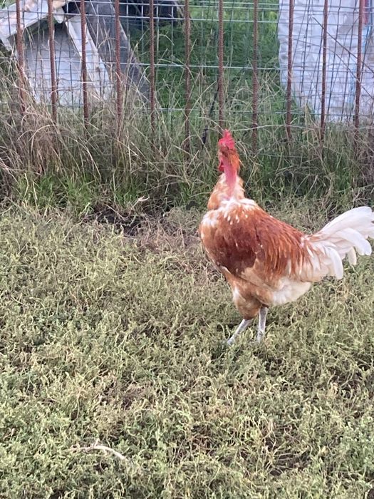 Kury koguty pary Ayam camani hamburgi