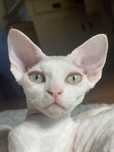 Devon rex kocięta