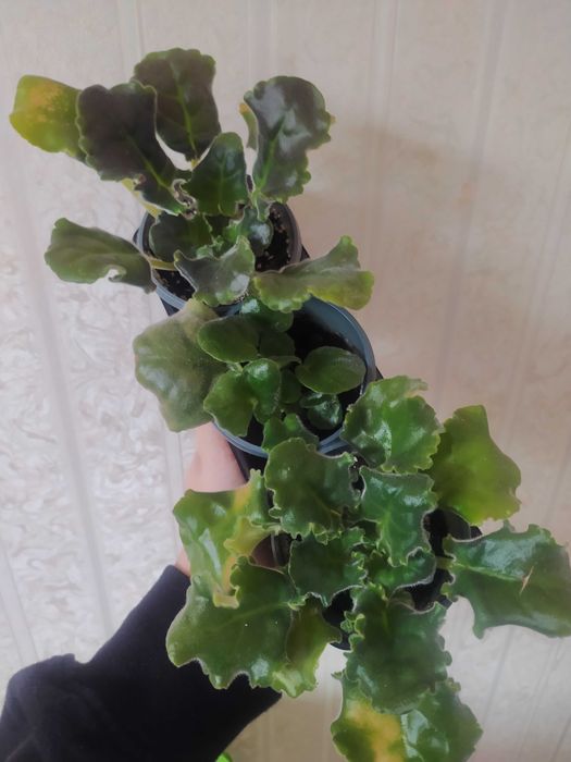 Фіалка дітки фіалки недорого 10-15 грн