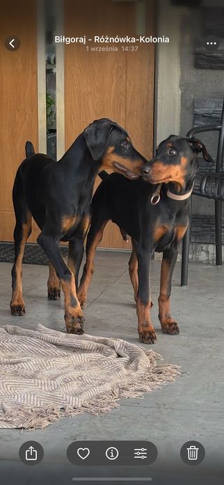 Pies doberman suczka Raya z rodowodem