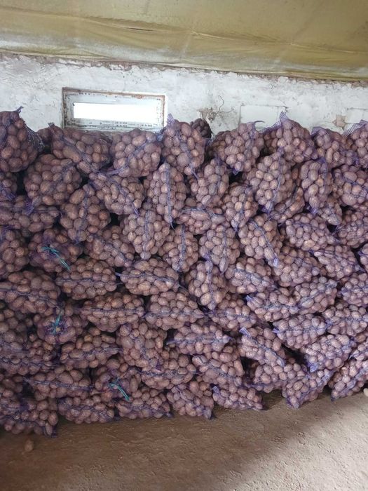 Картопля харчова, сорт мелоді. Є в наявності велика кількість.