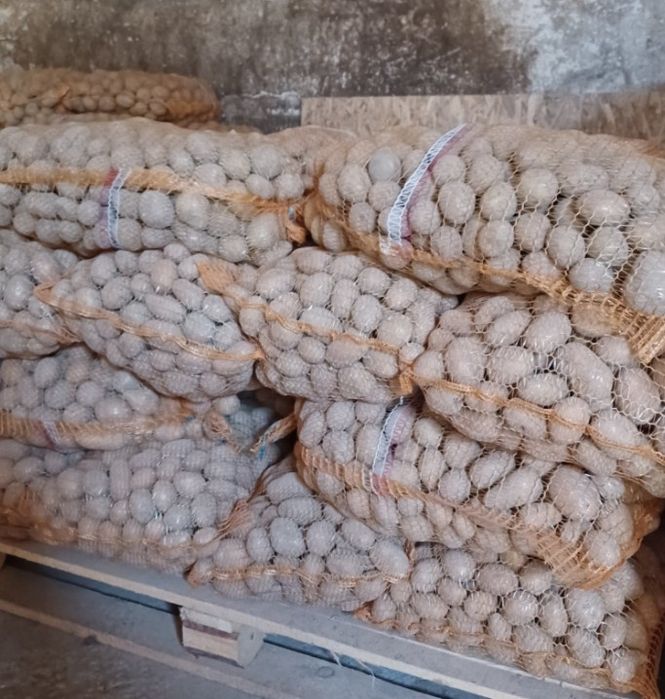 Sprzedam ziemniaki odmiana Jurek i melody kal. 30-55