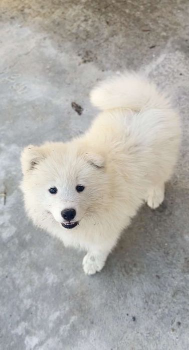 Suczka Samoyed Samojed Zapraszamy