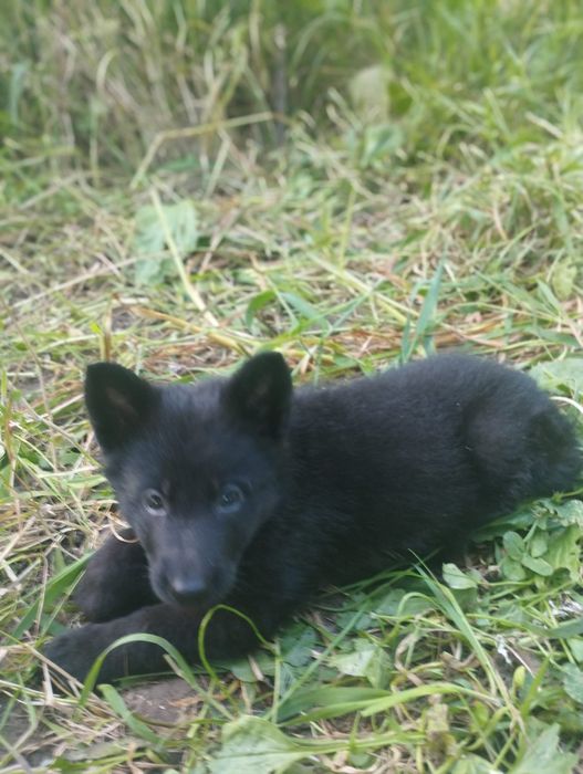 Pastor Alemão com lop e afixo