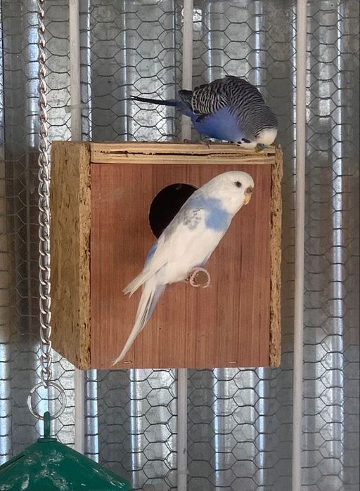 Periquitos  Mutações