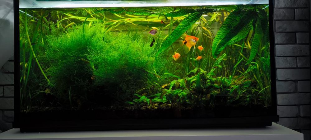 Akwarium 200l komplet