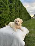 Piesek Golden Retriever  - biszkoptowy gotowy do odbioru
