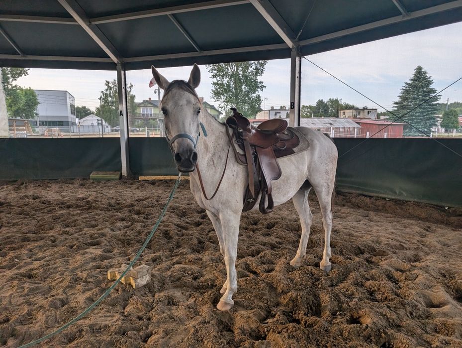 Koń arabski wałach