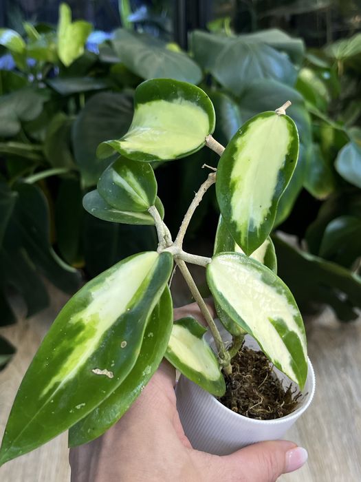 Hoya Acuta variegata