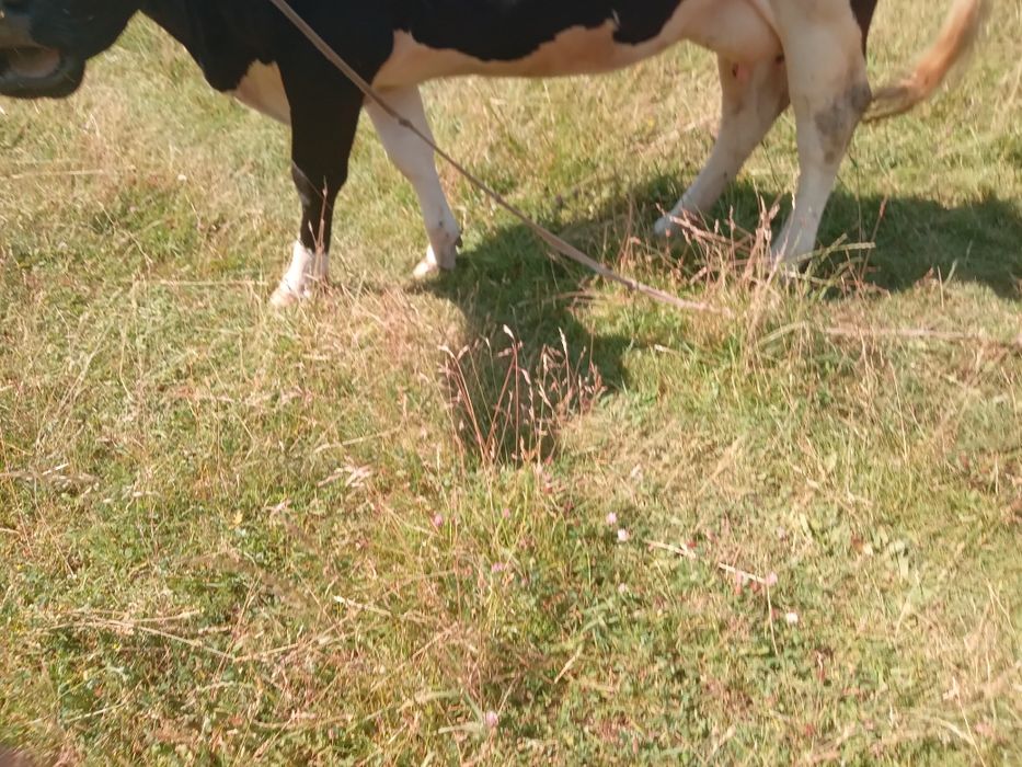 Продам молоду корову