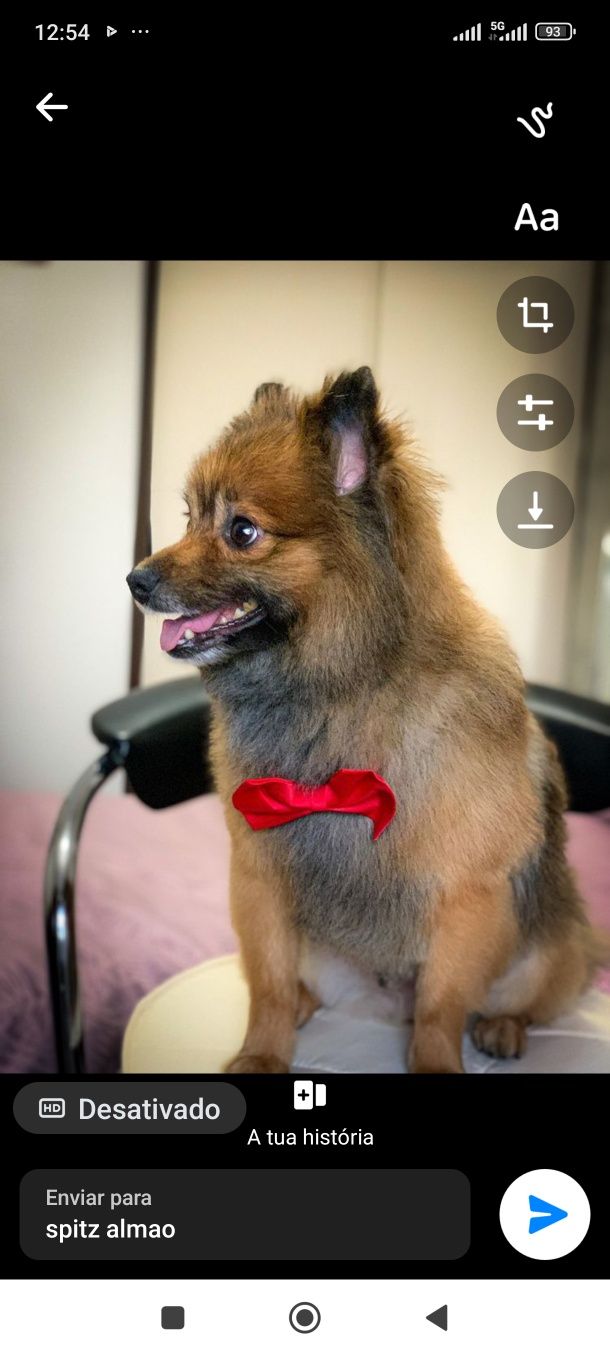 Lulu para adoção