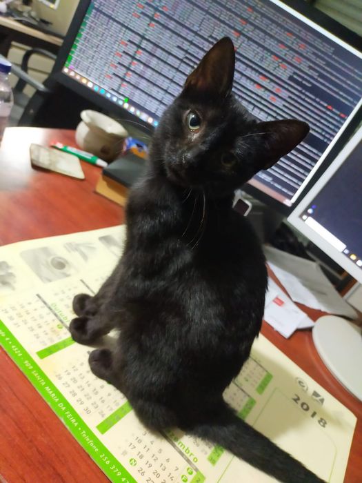 Gatinha para adoção responsável